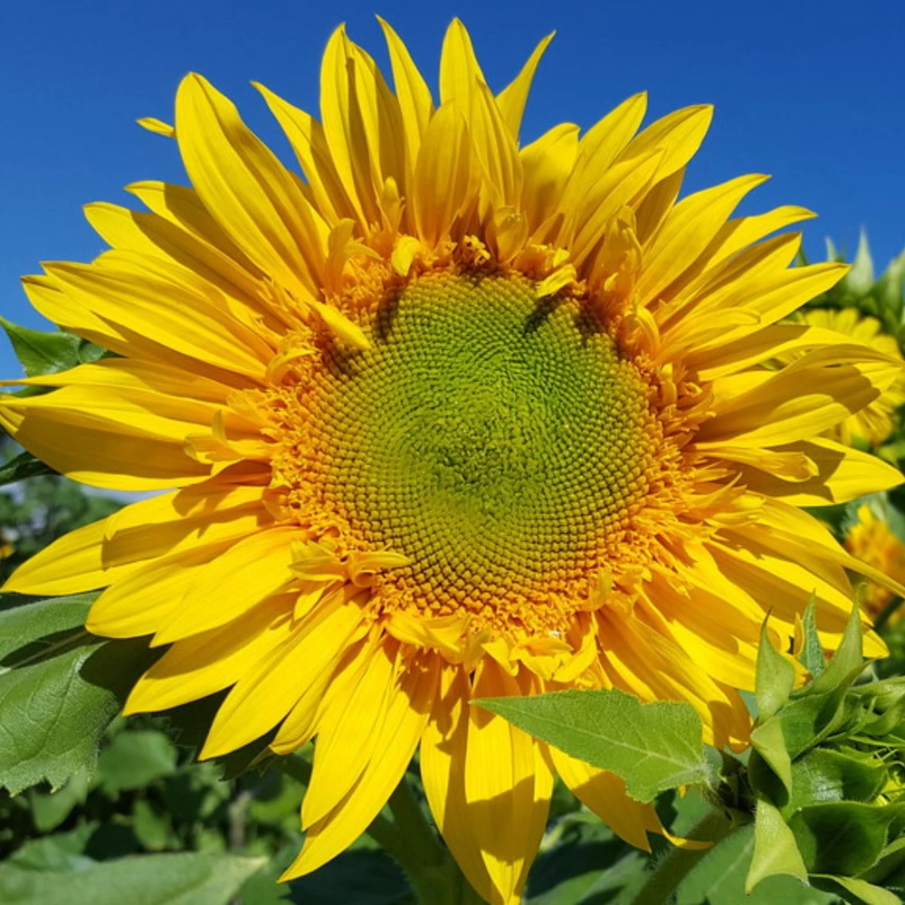 Starburst Greenburst Sunflower Seeds - 25 Seeds - Annuals - Pollinator-Friendly - Image 16
