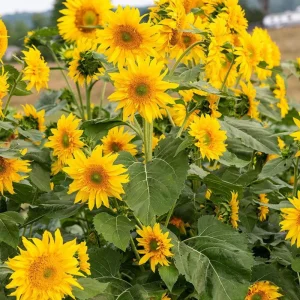 Starburst Greenburst Sunflower Seeds - 25 Seeds - Annuals - Pollinator-Friendly - Image 17