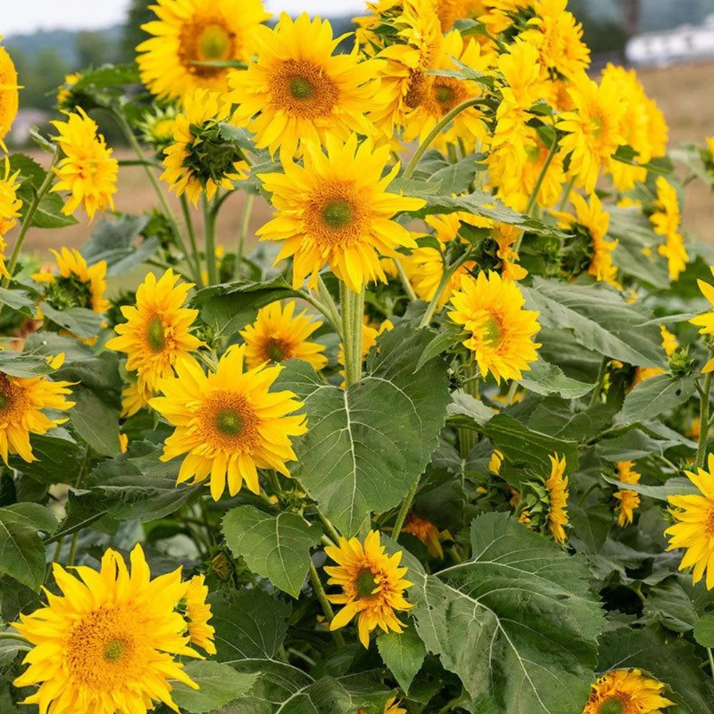 Starburst Greenburst Sunflower Seeds - 25 Seeds - Annuals - Pollinator-Friendly - Image 17