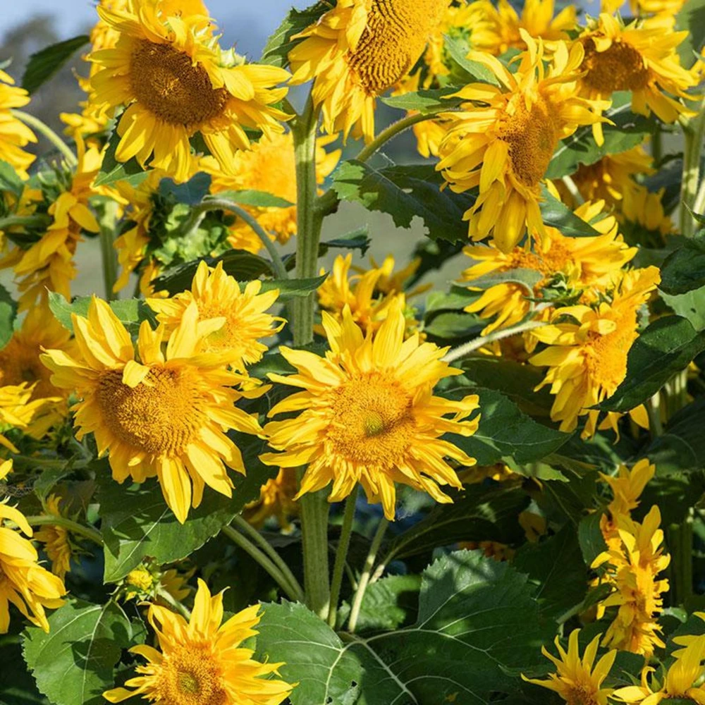 Starburst Greenburst Sunflower Seeds - 25 Seeds - Annuals - Pollinator-Friendly - Image 18