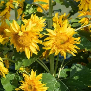 Starburst Greenburst Sunflower Seeds - 25 Seeds - Annuals - Pollinator-Friendly - Image 19