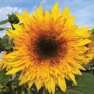 Starburst Greenburst Sunflower Seeds - 25 Seeds - Annuals - Pollinator-Friendly - Image 2