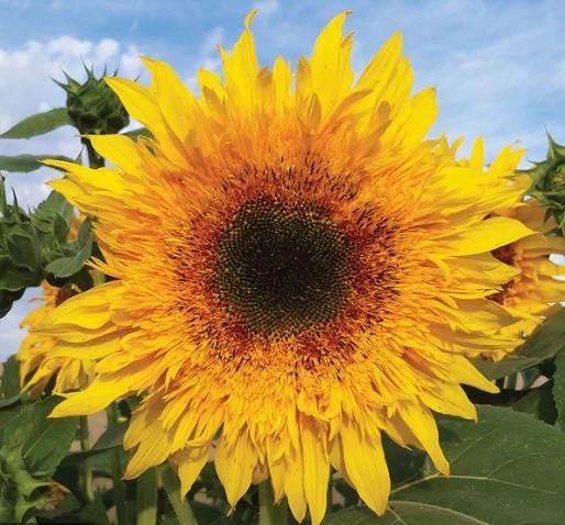 Starburst Greenburst Sunflower Seeds - 25 Seeds - Annuals - Pollinator-Friendly - Image 2