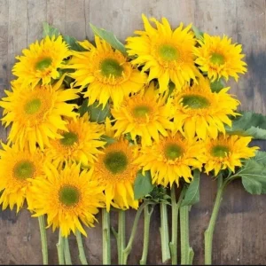 Starburst Greenburst Sunflower Seeds - 25 Seeds - Annuals - Pollinator-Friendly - Image 3