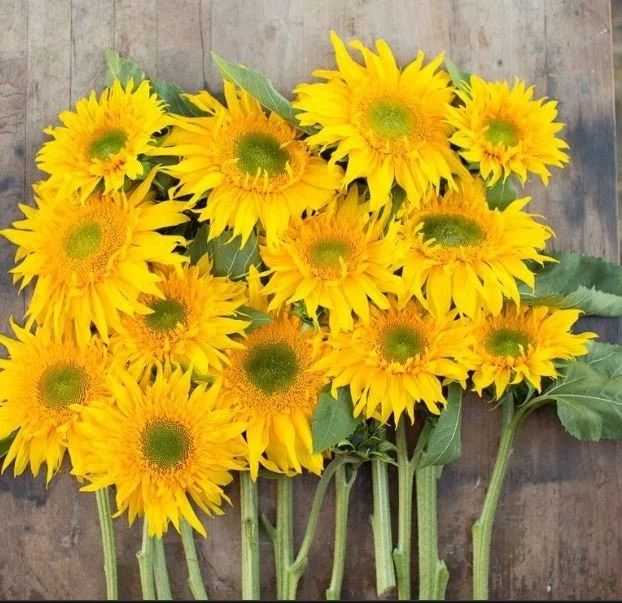 Starburst Greenburst Sunflower Seeds - 25 Seeds - Annuals - Pollinator-Friendly - Image 3