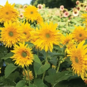 Starburst Greenburst Sunflower Seeds - 25 Seeds - Annuals - Pollinator-Friendly - Image 4