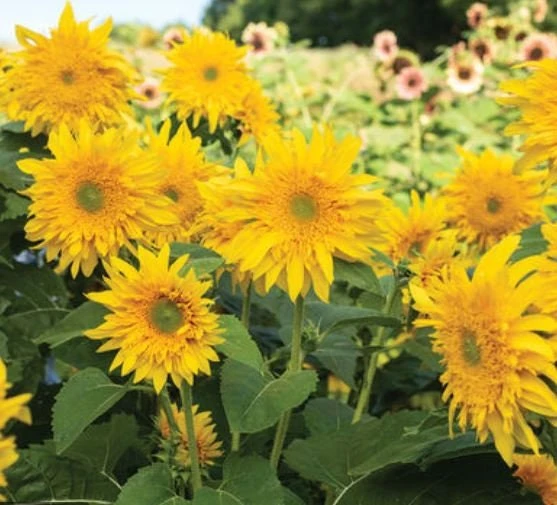 Starburst Greenburst Sunflower Seeds - 25 Seeds - Annuals - Pollinator-Friendly - Image 4