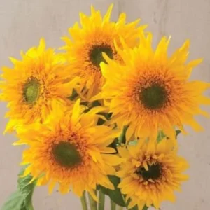 Starburst Greenburst Sunflower Seeds - 25 Seeds - Annuals - Pollinator-Friendly - Image 5