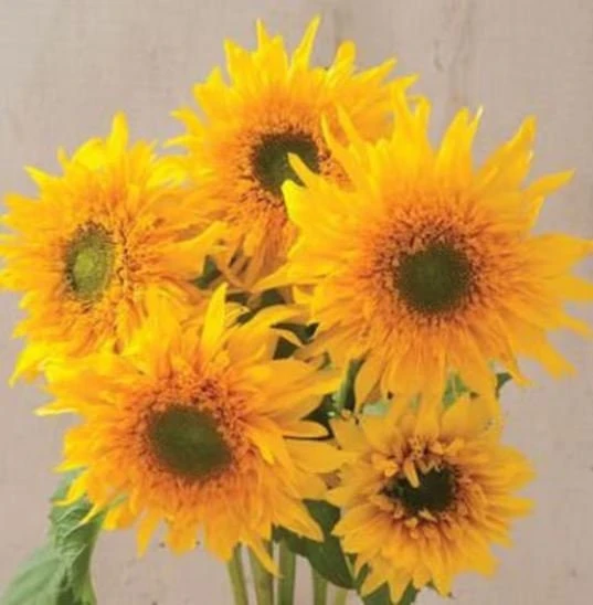 Starburst Greenburst Sunflower Seeds - 25 Seeds - Annuals - Pollinator-Friendly - Image 5