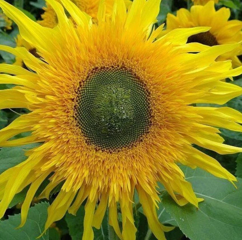 Starburst Greenburst Sunflower Seeds - 25 Seeds - Annuals - Pollinator-Friendly - Image 6