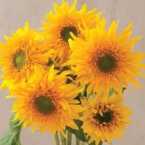 Starburst Greenburst Sunflower Seeds - 25 Seeds - Annuals - Pollinator-Friendly - Image 7