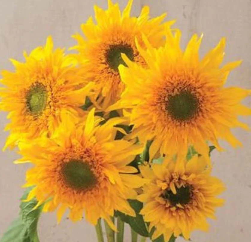 Starburst Greenburst Sunflower Seeds - 25 Seeds - Annuals - Pollinator-Friendly - Image 7
