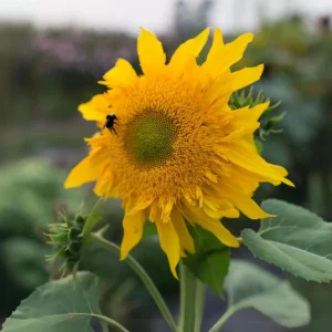 Starburst Greenburst Sunflower Seeds - 25 Seeds - Annuals - Pollinator-Friendly - Image 8