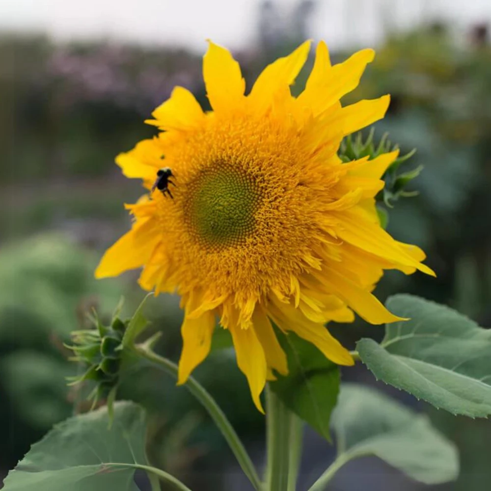 Starburst Greenburst Sunflower Seeds - 25 Seeds - Annuals - Pollinator-Friendly - Image 8