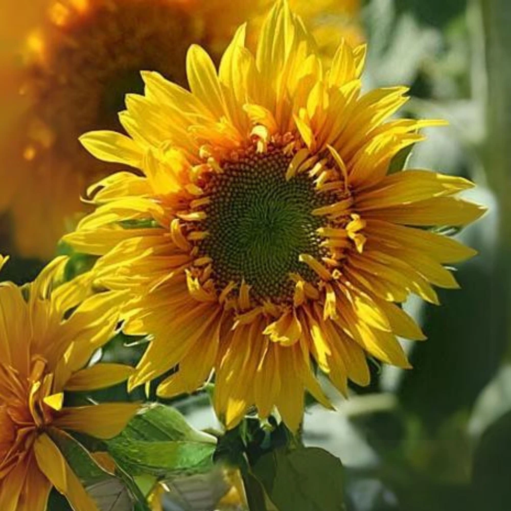 Starburst Greenburst Sunflower Seeds - 25 Seeds - Annuals - Pollinator-Friendly - Image 9