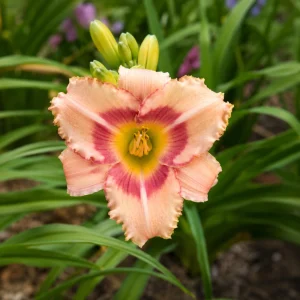 Strawberry Candy Daylily Seeds - Pink Bi-Color Hemerocallis hybrida - 20 Seeds - Image 2