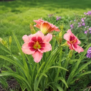 Strawberry Candy Daylily Seeds - Pink Bi-Color Hemerocallis hybrida - 20 Seeds - Image 3