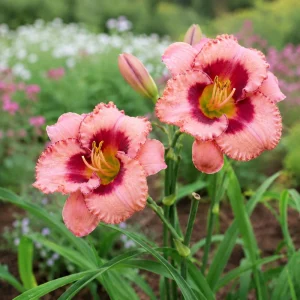 Strawberry Candy Daylily Seeds - Pink Bi-Color Hemerocallis hybrida - 20 Seeds - Image 5
