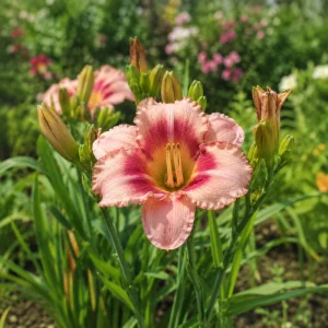 Strawberry Candy Daylily Seeds - Pink Bi-Color Hemerocallis hybrida - 20 Seeds - Image 8
