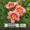 Strawberry Candy Daylily Seeds - Pink Bi-Color Hemerocallis hybrida - 20 Seeds - Image 1