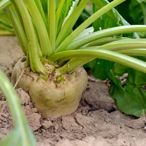 Sugar Beet Seeds – Heirloom Vegetable Seeds – 20 Seeds – High Yield - Image 10