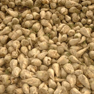 Sugar Beet Seeds – Heirloom Vegetable Seeds – 20 Seeds – High Yield - Image 11