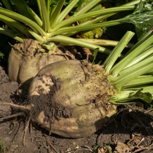 Sugar Beet Seeds – Heirloom Vegetable Seeds – 20 Seeds – High Yield - Image 2