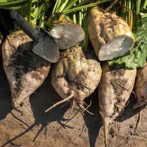 Sugar Beet Seeds – Heirloom Vegetable Seeds – 20 Seeds – High Yield - Image 3