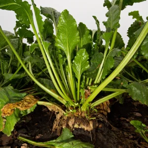 Sugar Beet Seeds – Heirloom Vegetable Seeds – 20 Seeds – High Yield - Image 4
