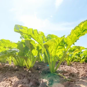 Sugar Beet Seeds – Heirloom Vegetable Seeds – 20 Seeds – High Yield - Image 5