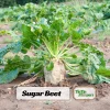 Sugar Beet Seeds – Heirloom Vegetable Seeds – 20 Seeds – High Yield - Image 1