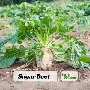 Sugar Beet Seeds – Heirloom Vegetable Seeds – 20 Seeds – High Yield - Image 1