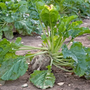 Sugar Beet Seeds – Heirloom Vegetable Seeds – 20 Seeds – High Yield - Image 7