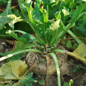 Sugar Beet Seeds – Heirloom Vegetable Seeds – 20 Seeds – High Yield - Image 8