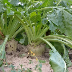 Sugar Beet Seeds – Heirloom Vegetable Seeds – 20 Seeds – High Yield - Image 9