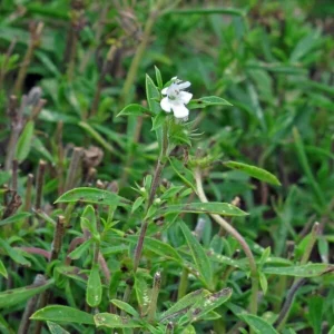 Summer Savory Seeds - Satureja hortensis - Culinary Herb - 20 Seed Pack - Image 10