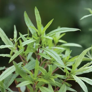 Summer Savory Seeds - Satureja hortensis - Culinary Herb - 20 Seed Pack - Image 11