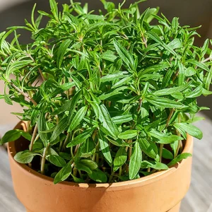 Summer Savory Seeds - Satureja hortensis - Culinary Herb - 20 Seed Pack - Image 12