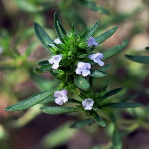 Summer Savory Seeds - Satureja hortensis - Culinary Herb - 20 Seed Pack - Image 13