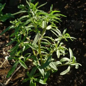 Summer Savory Seeds - Satureja hortensis - Culinary Herb - 20 Seed Pack - Image 14