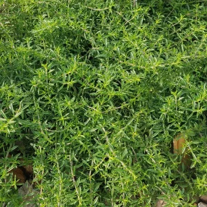 Summer Savory Seeds - Satureja hortensis - Culinary Herb - 20 Seed Pack - Image 15