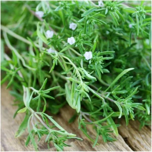 Summer Savory Seeds - Satureja hortensis - Culinary Herb - 20 Seed Pack - Image 16