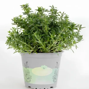 Summer Savory Seeds - Satureja hortensis - Culinary Herb - 20 Seed Pack - Image 17