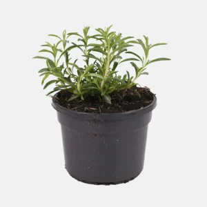 Summer Savory Seeds - Satureja hortensis - Culinary Herb - 20 Seed Pack - Image 2