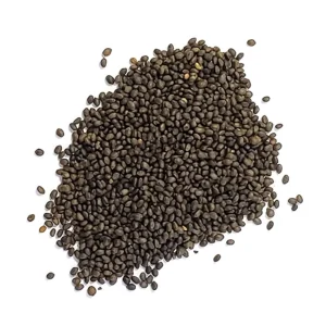 Summer Savory Seeds - Satureja hortensis - Culinary Herb - 20 Seed Pack - Image 3