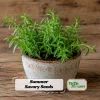 Summer Savory Seeds - Satureja hortensis - Culinary Herb - 20 Seed Pack - Image 1