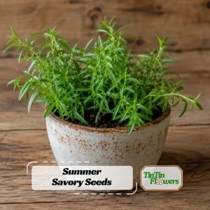 Summer Savory Seeds - Satureja hortensis - Culinary Herb - 20 Seed Pack - Image 1
