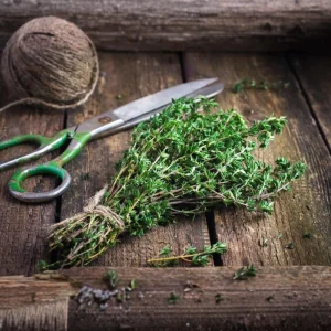 Summer Savory Seeds - Satureja hortensis - Culinary Herb - 20 Seed Pack - Image 5