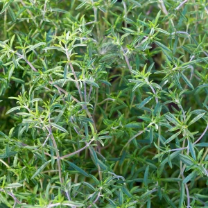 Summer Savory Seeds - Satureja hortensis - Culinary Herb - 20 Seed Pack - Image 6