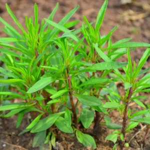 Summer Savory Seeds - Satureja hortensis - Culinary Herb - 20 Seed Pack - Image 8